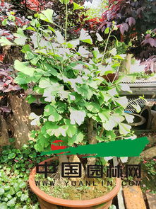 苗木过剩问题：土地资源的浪费