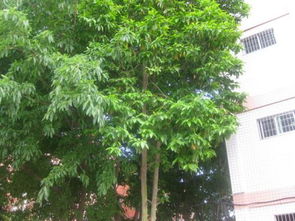 紫微树的养护要点