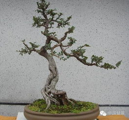 土壤与榆树盆景的关系