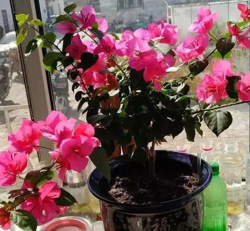 红果金栗兰修剪：适时剪除枯枝