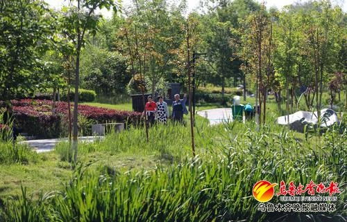 绿意盎然 一景一盆入朋友圈