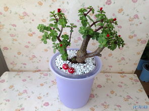 小自吸花盆：懒人养花的秘密武器？