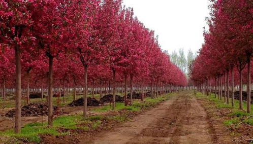 苗源选择的重要性