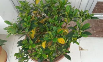 枝子花叶子变黄怎么办？是浇水过多还是施肥不足