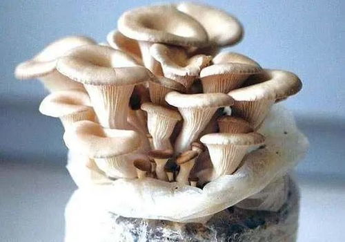 室内种植蘑菇需适宜的温度、湿度和通风条件