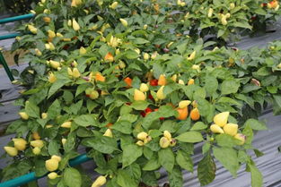 惠州博罗县的种植教训