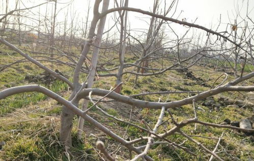 苹果树红蜘蛛病的烦恼