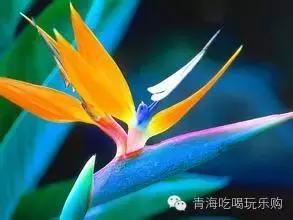 大鹤望兰太高了？如何巧妙修剪