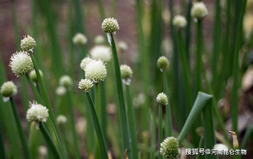 香葱表面蜡粉，药液不易沾着