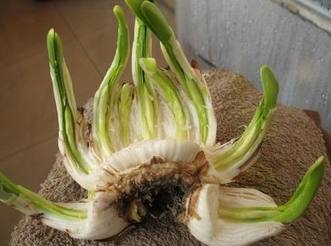 水仙花球雕刻，为何要拆分双球