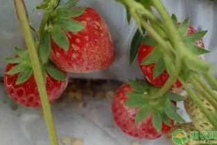 草莓灰霉病的防治大法