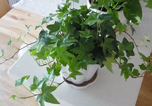 常春藤换盆时根系处理的小窍门
