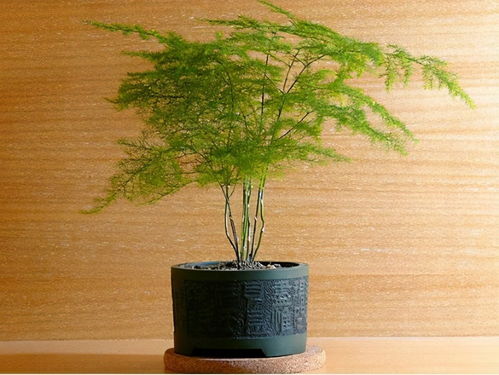 文竹养护技巧有哪些？如何让文竹长得更旺盛