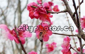 梅花盛开的时间