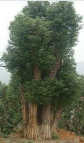 一、湖南园林苗公司哪家强？