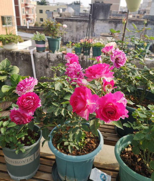 天方夜谭月季， 新手养护指南