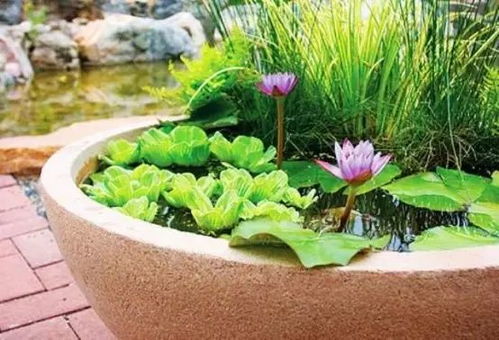 荷塘月色，品味自然之美