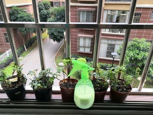 自制杀虫水，你试过吗？