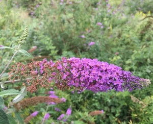 揭秘紫花醉鱼草：天然诱饵，让鱼儿陶醉！