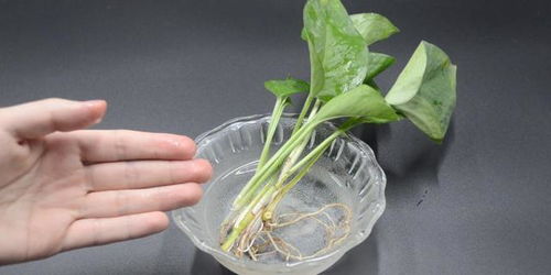 赤霉素的使用方法