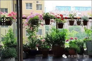 在阳台养花种菜hen常见， 放一盆花，不但Neng装饰周围环境，还Neng修身养性