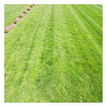 高羊茅草坪， 价格与养护全攻略