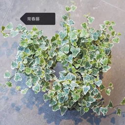 这些树木和花卉， 门口不要种