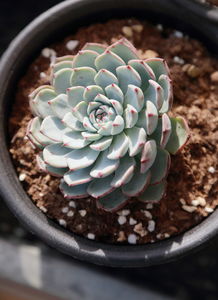 细高花盆适合种什么植物？这几种植物养护要点有哪些