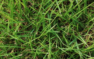 1. 抑制光合作用