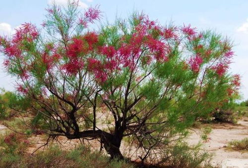 植物学家张教授的比喻