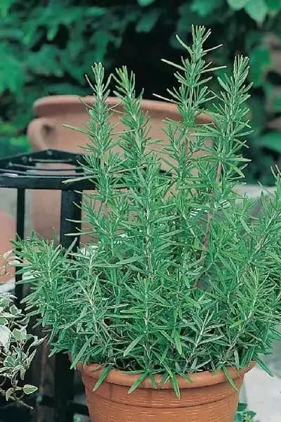 迷迭香种植技巧