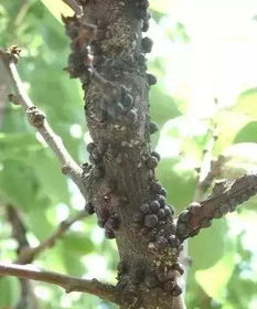 桃树虫害种类大盘点