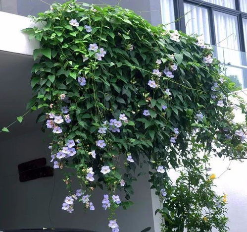 观花类：花团锦簇， 美不胜收