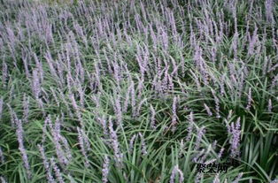 日本矮麦冬的四季特点