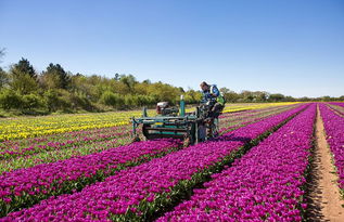 辰溪县7618户农村居民喜迎清洁能源 花卉绽放生态美