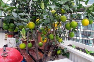 施肥频率，要适宜