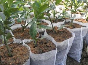 黄木香，这名字听起来就好听