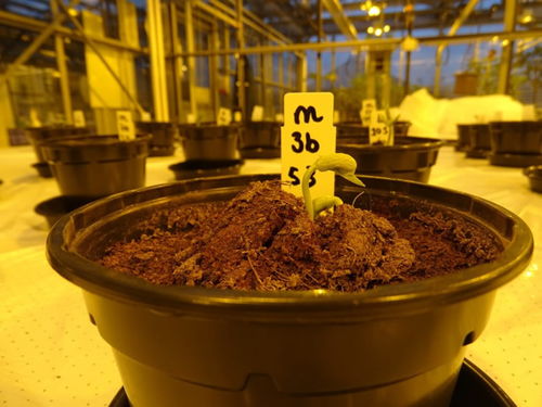 尿液能否作为植物肥料使用？