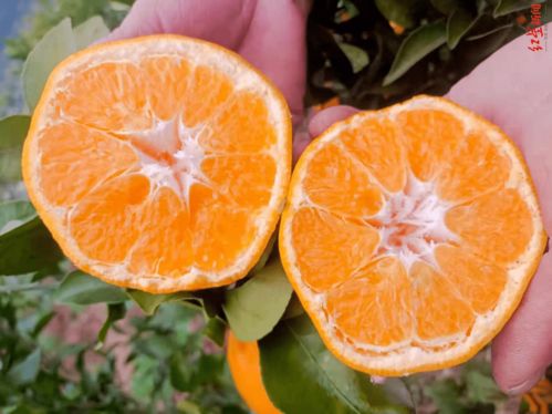 柑橘炭疽病的表现和治疗 *** (柑橘急性炭疽病用药防治)