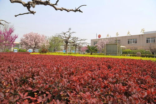 松山湖美景与花卉