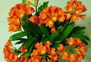 矾根+角堇：颜值担当与开花机器