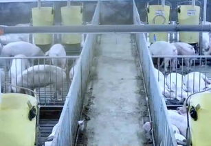 创新“龙头引领”养殖模式，推动猪业产业升级