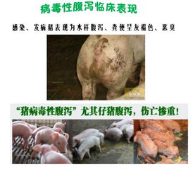 这句话将春养猪，防病先防境