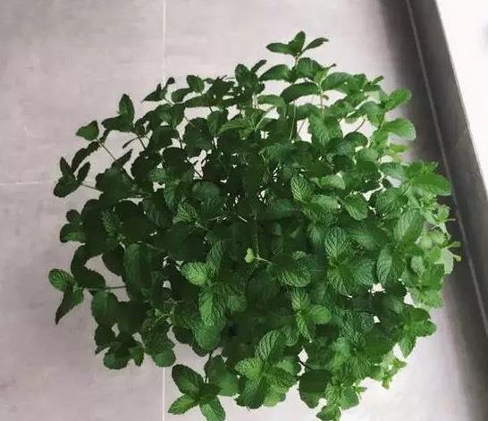 琉璃苣怎么养才能爆盆？家庭种植技巧有哪些