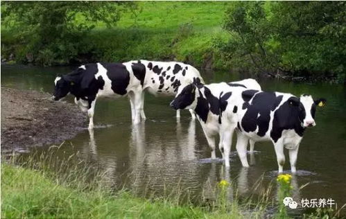 夏季高温高湿，奶牛易中暑、食欲下降