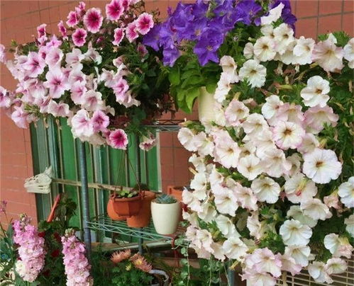 矮花草的挑选之道：既省心又美观