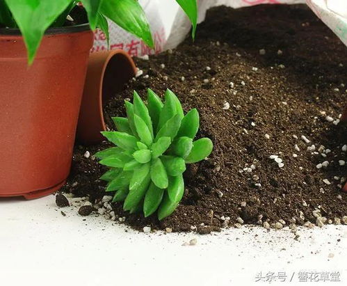 “家庭养花，数量宜少而精