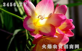 延长花期的小技巧，你get了吗？