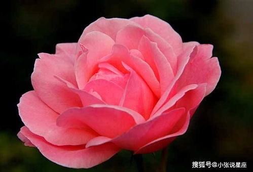 相思病月季：爱之痛的象征