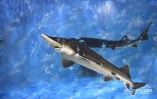 中华鲟助农家小伙跃过龙门，探寻古老传说背后的神奇力量